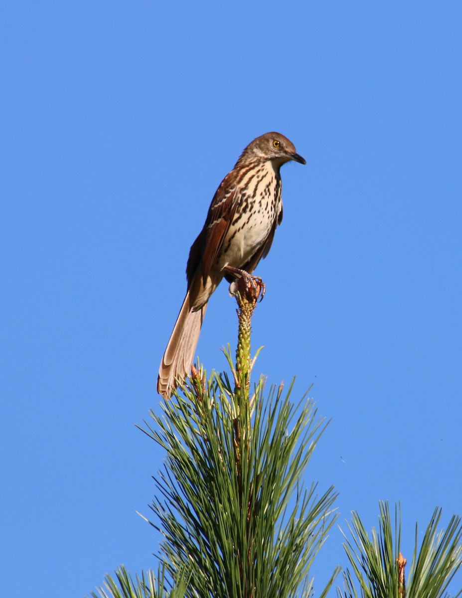 Brown Thrasher - ML68776451
