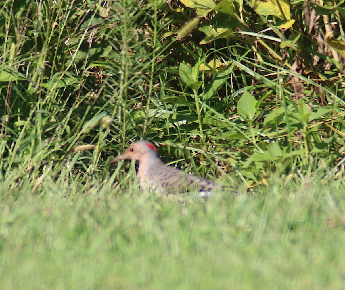 Northern Flicker - ML68776481
