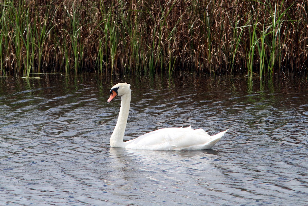 Mute Swan - ML68778051