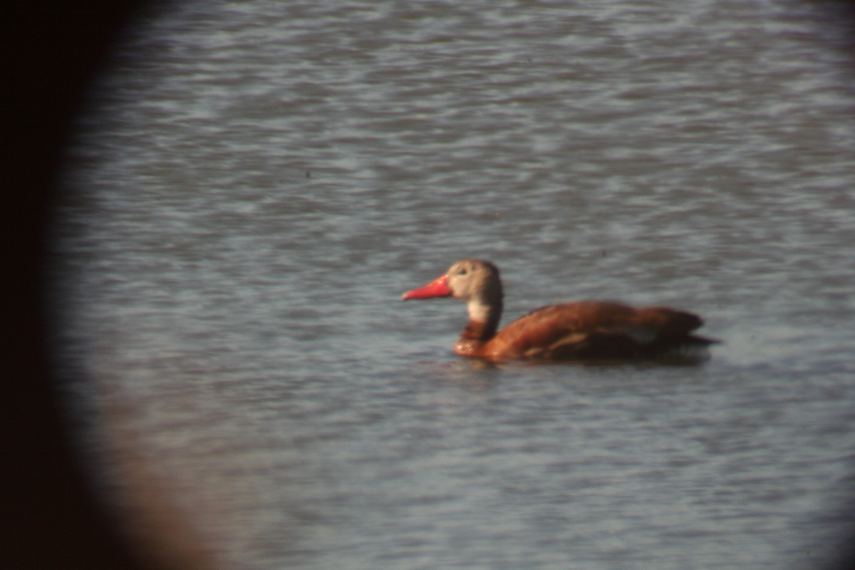 Black-bellied Whistling-Duck - Lin Just