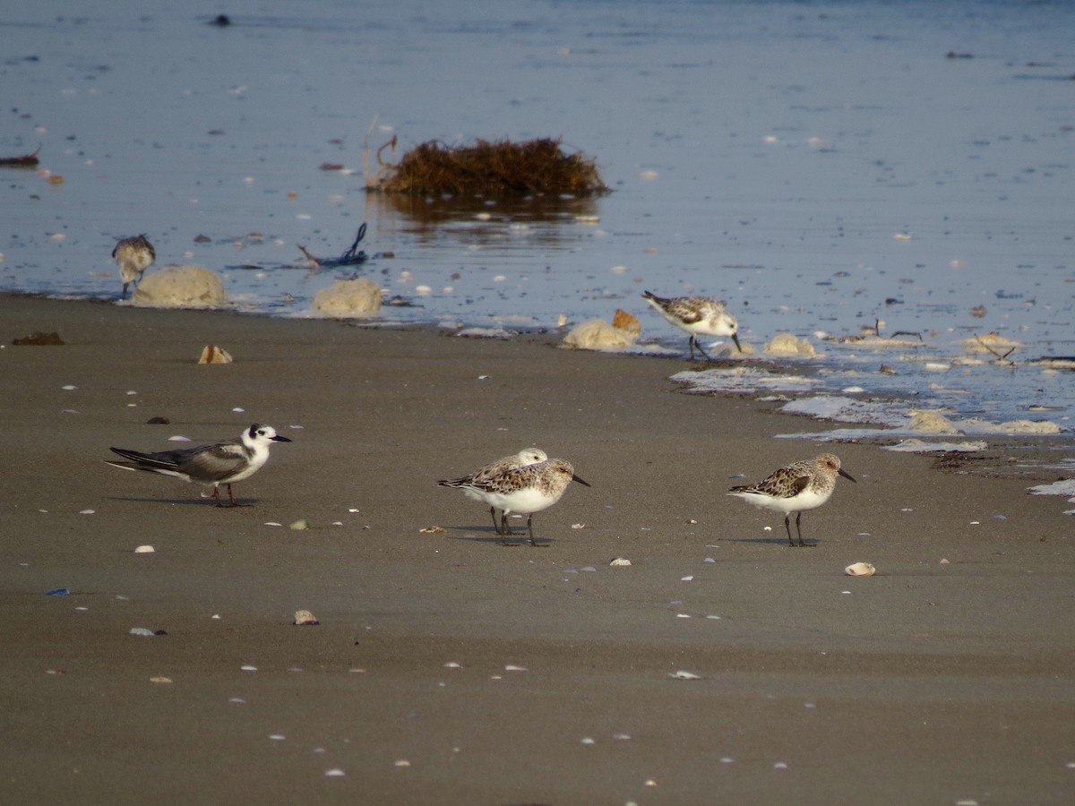 Bécasseau sanderling - ML68782761