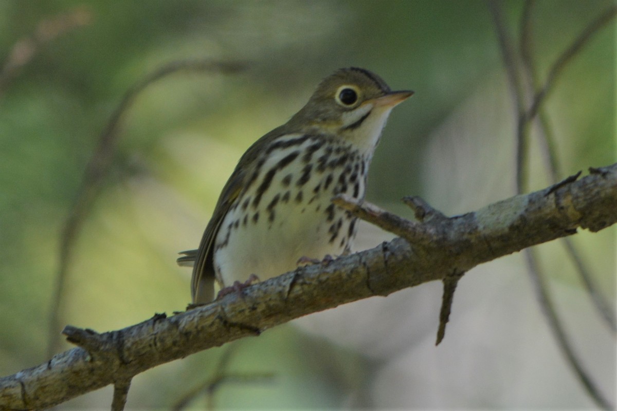 Ovenbird - ML68782821