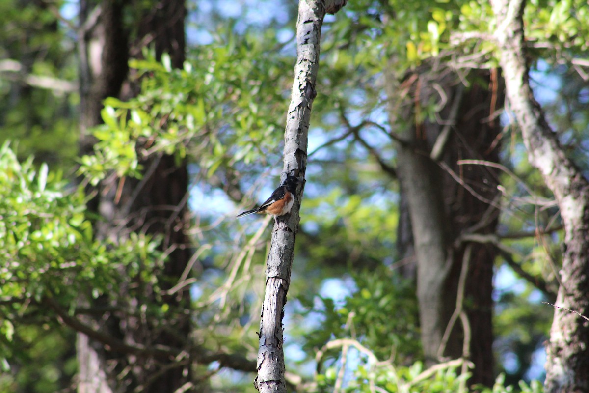 Eastern Towhee - ML68783091