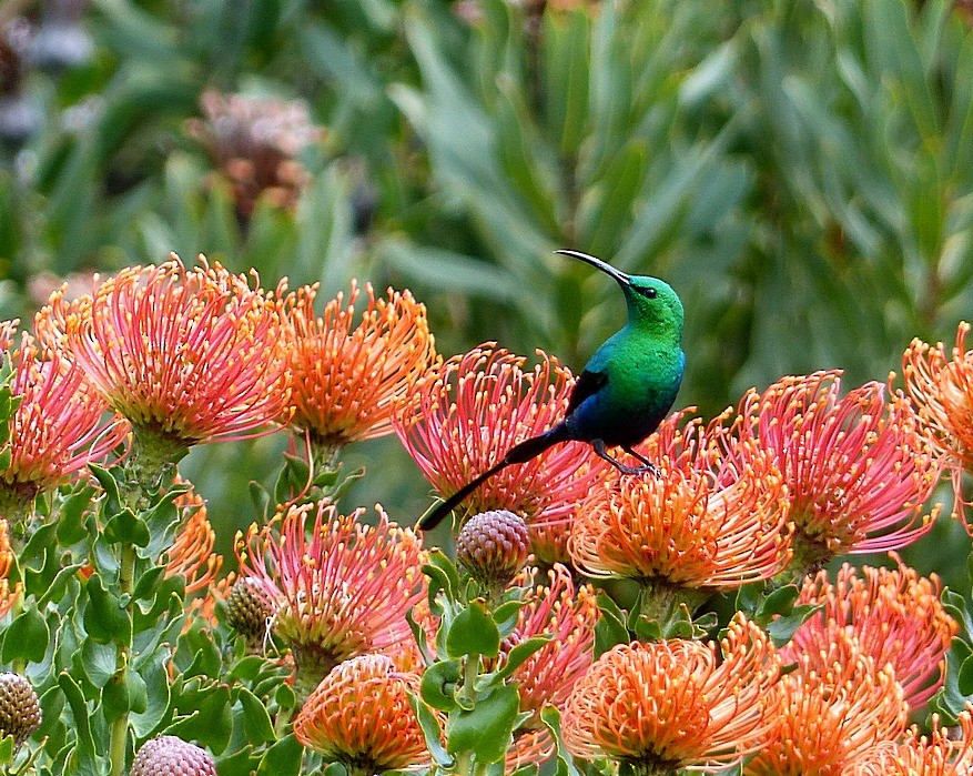 Malachite Sunbird - Sharon Kennedy