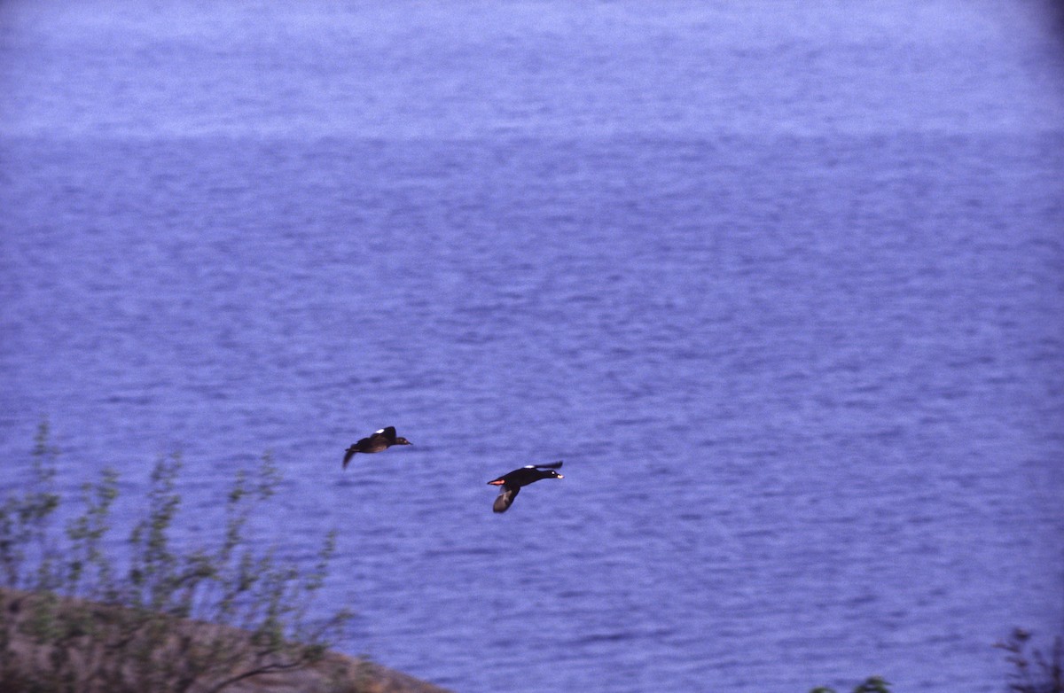 Velvet Scoter - ML68784091