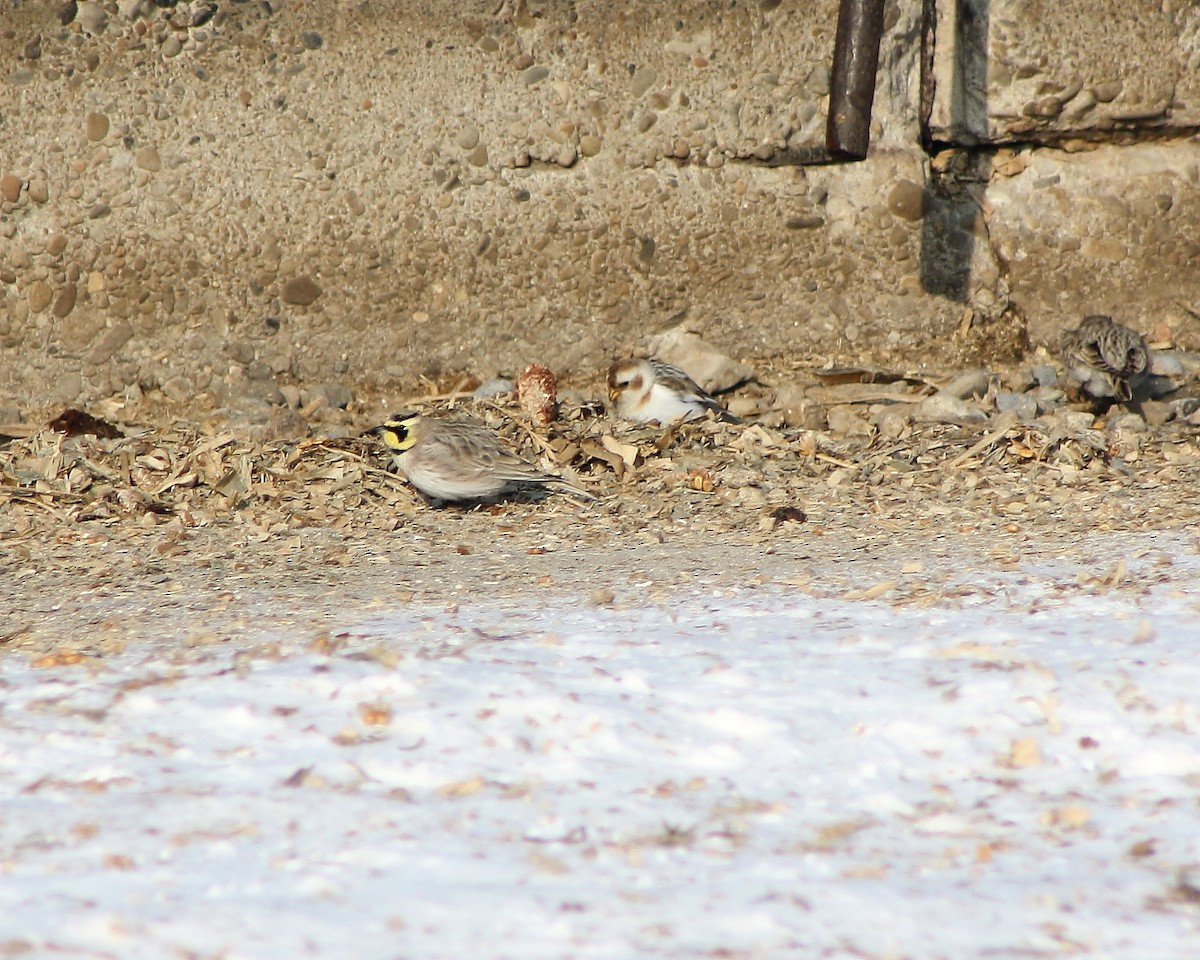 Snow Bunting - ML68784361