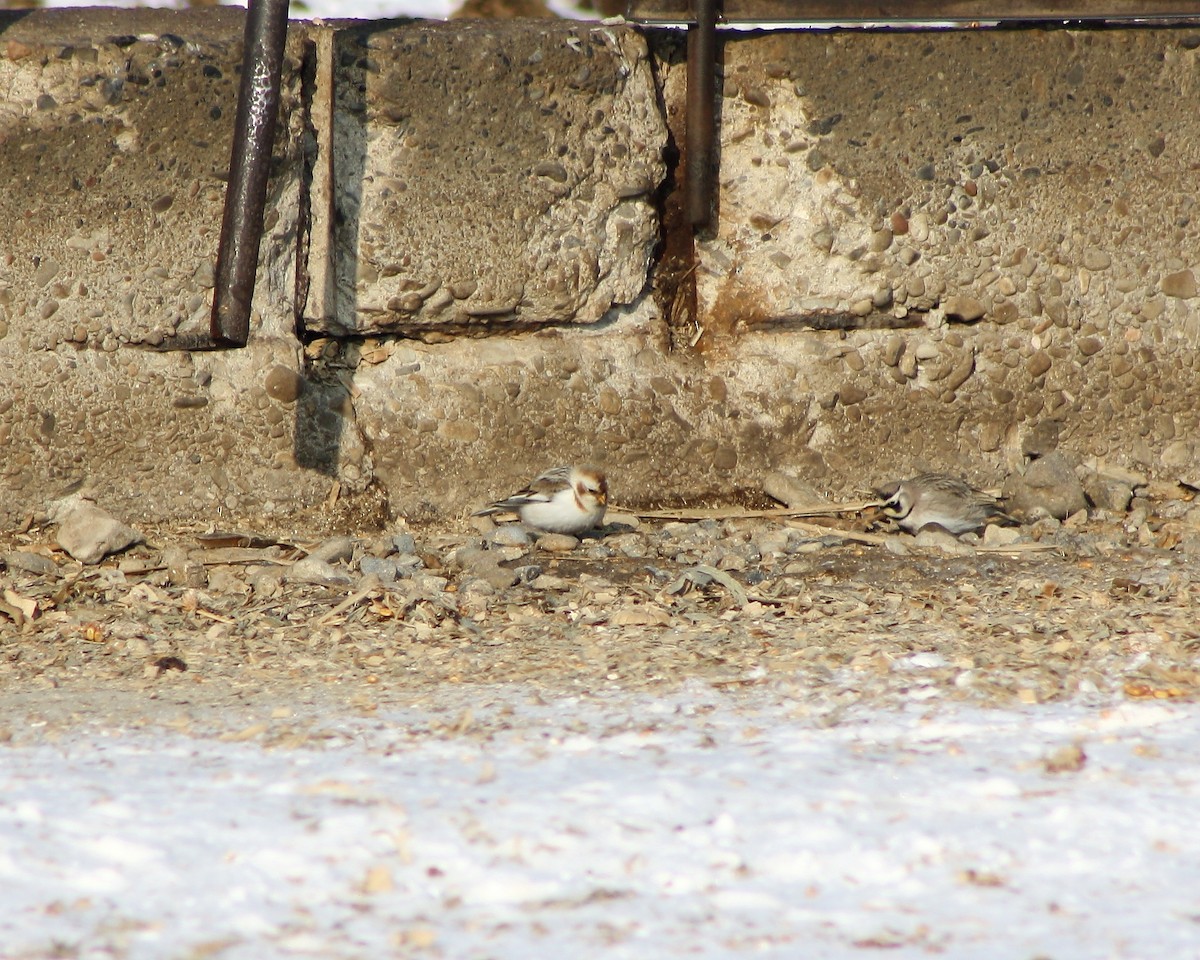 Snow Bunting - ML68784371