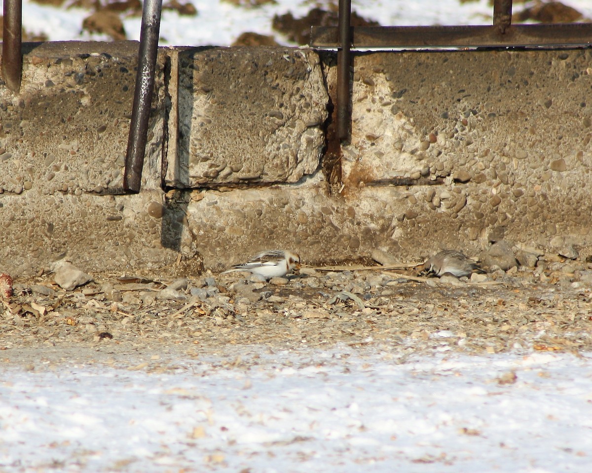 Snow Bunting - ML68784391