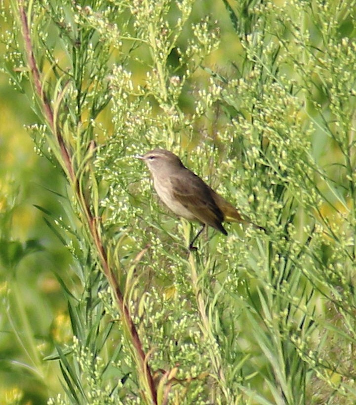 Palm Warbler - Lori White