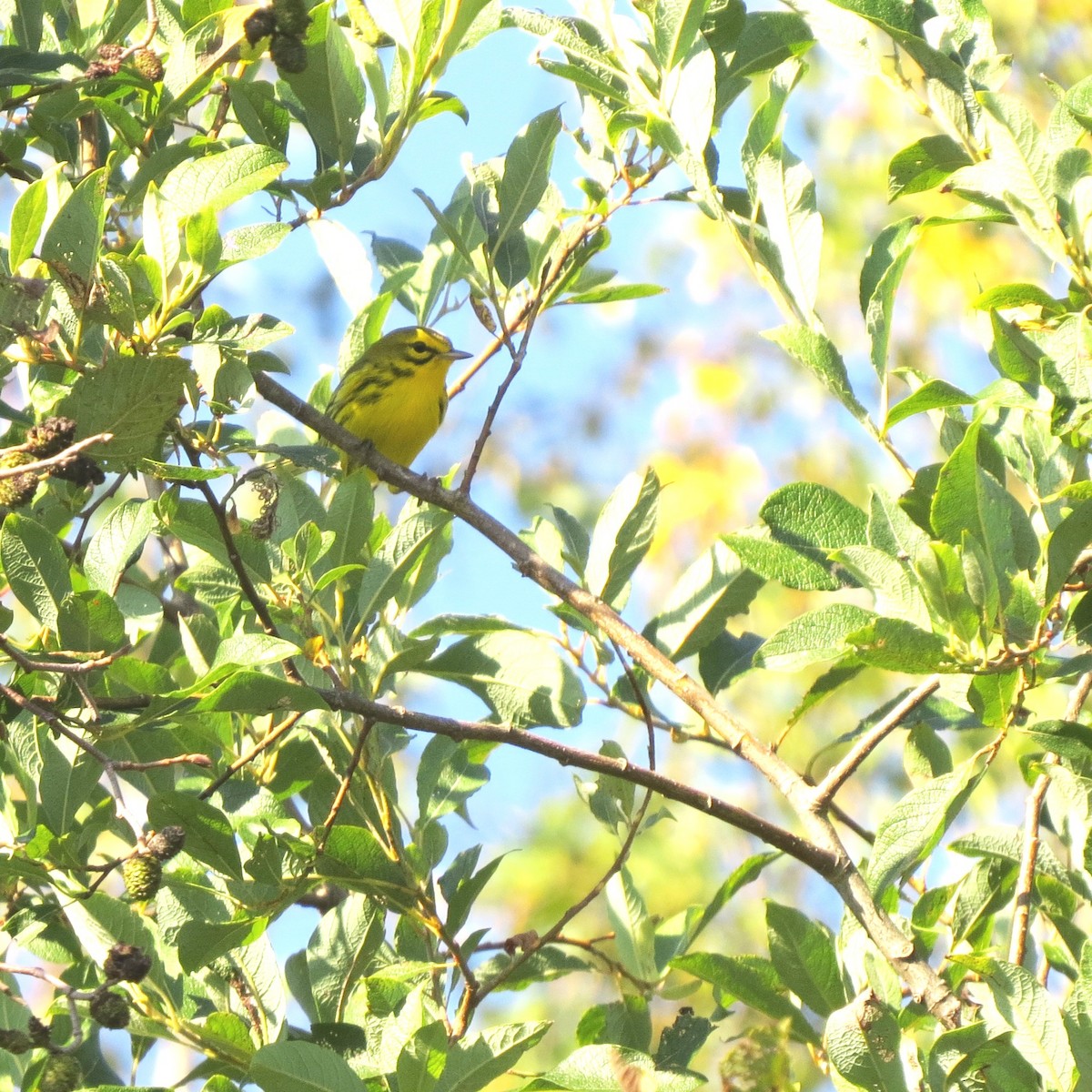 Prairie Warbler - ML68784791