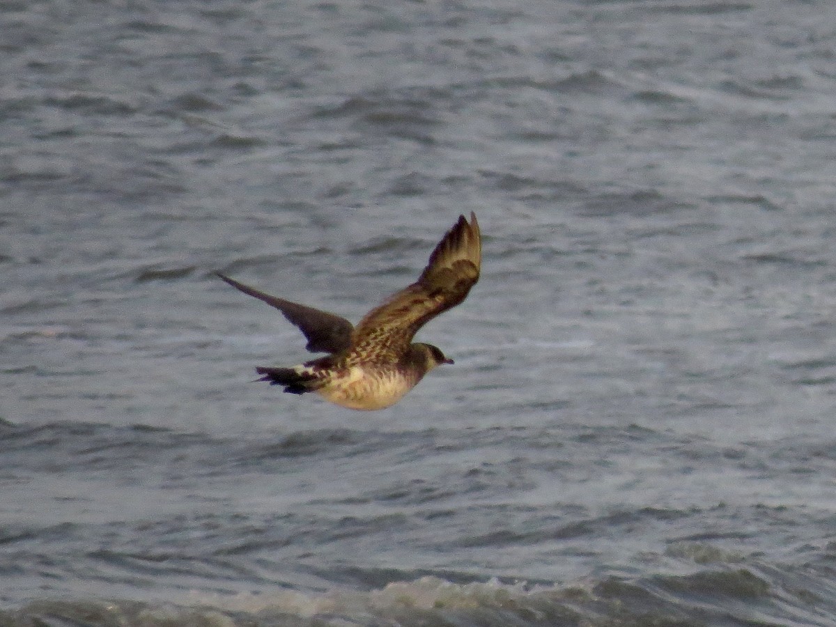 Parasitic Jaeger - John van Dort