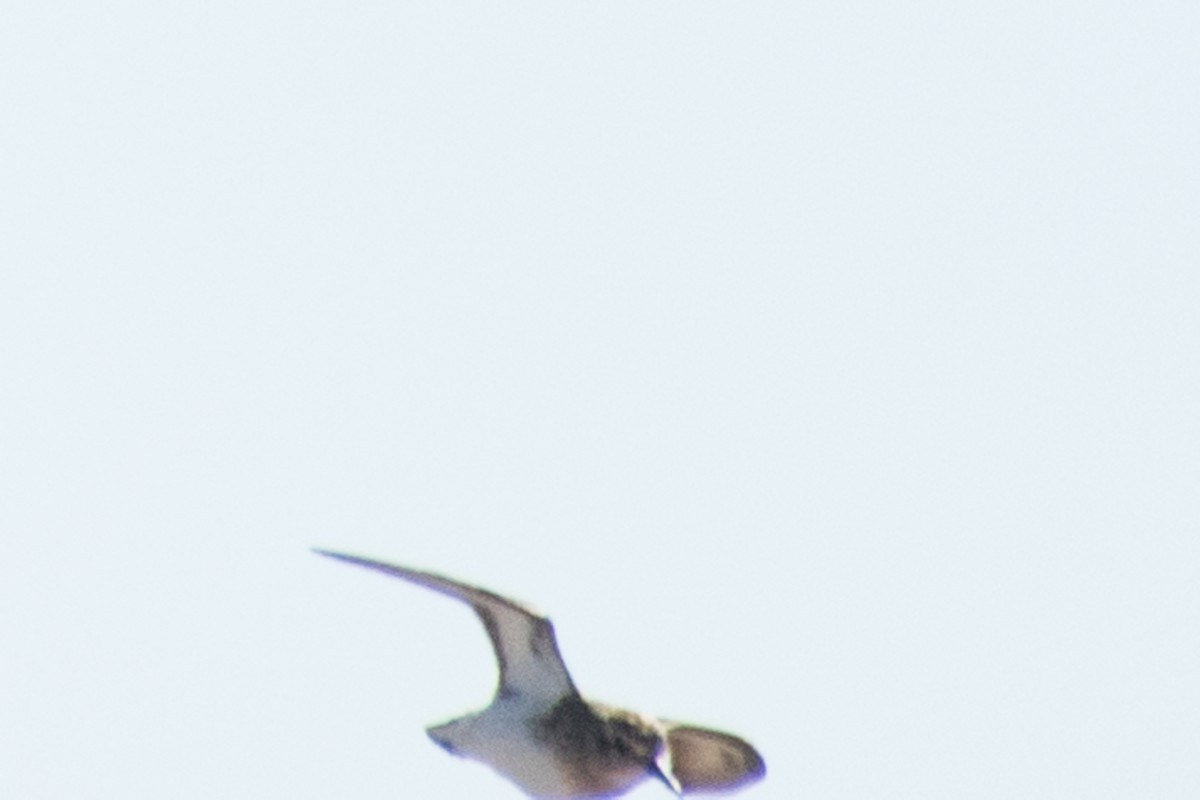 Baird's Sandpiper - ML68785581