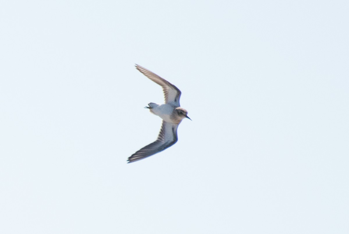 Baird's Sandpiper - ML68785591