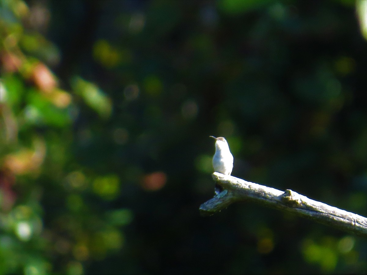 Ruby-throated Hummingbird - ML68785761