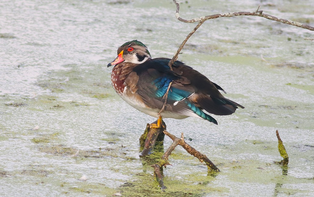 Wood Duck - Debbie Parker