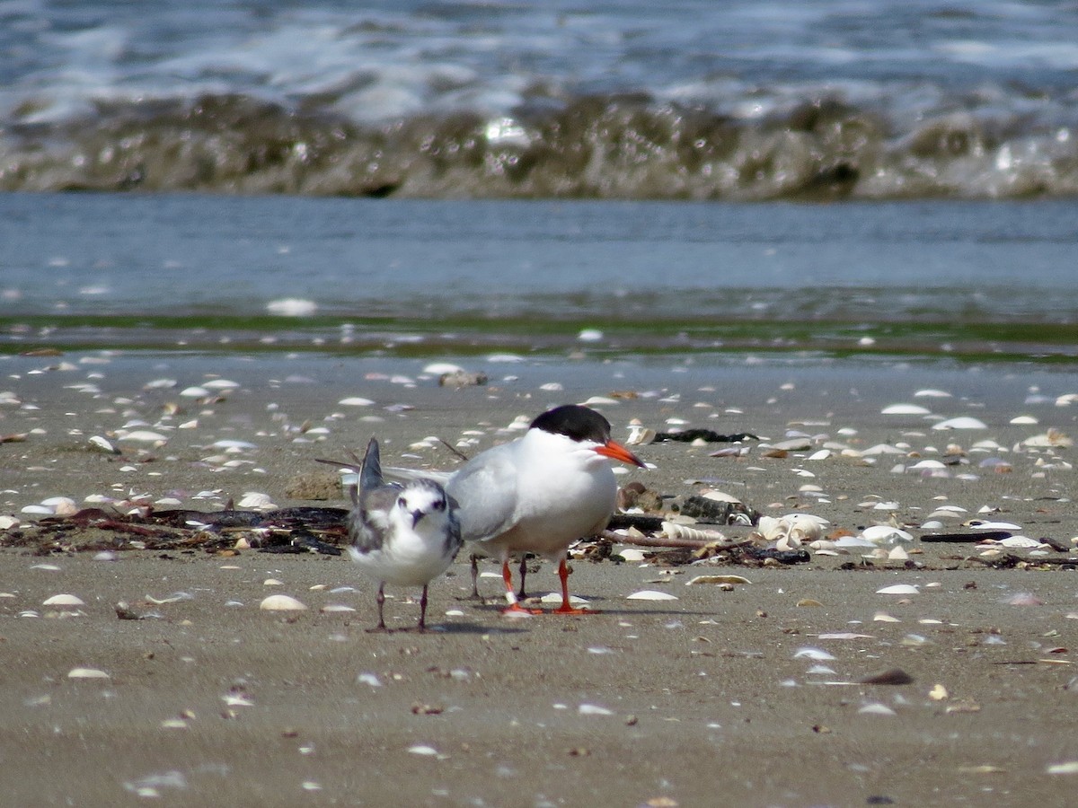 Common Tern - John van Dort