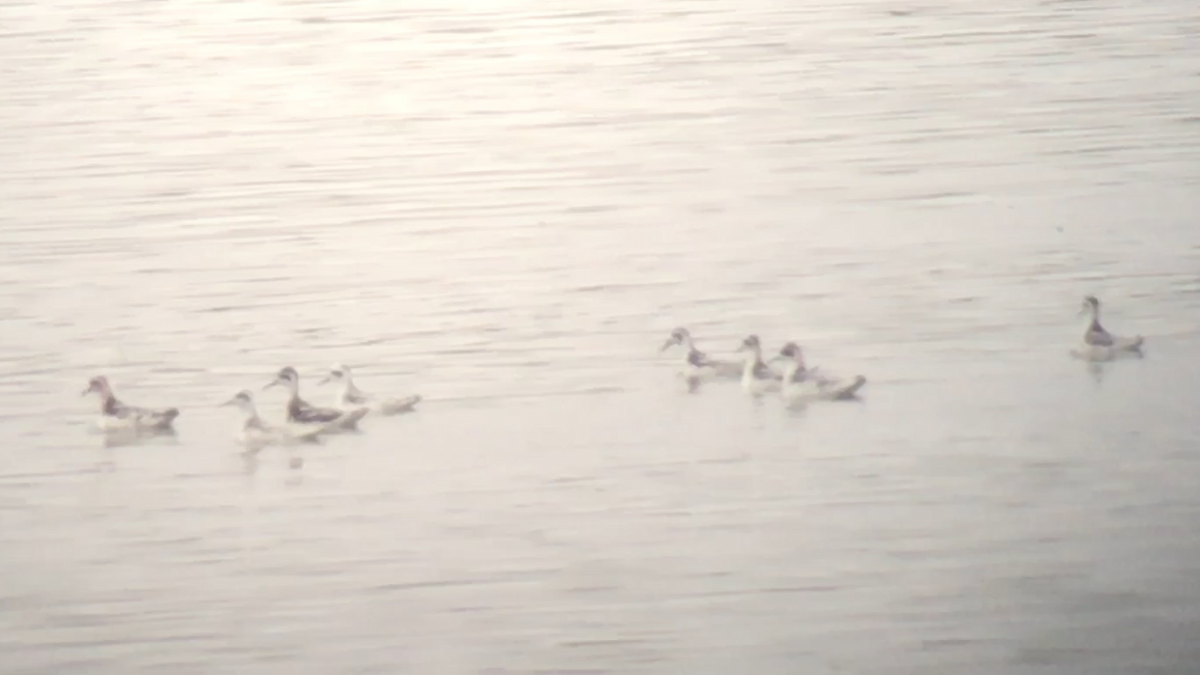 Red-necked Phalarope - ML68788331