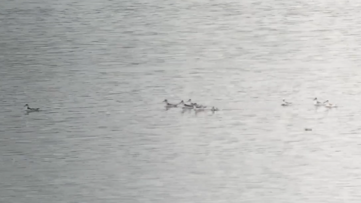 Red-necked Phalarope - ML68788371