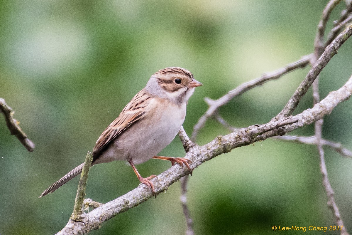 Clay-colored Sparrow - ML68788461