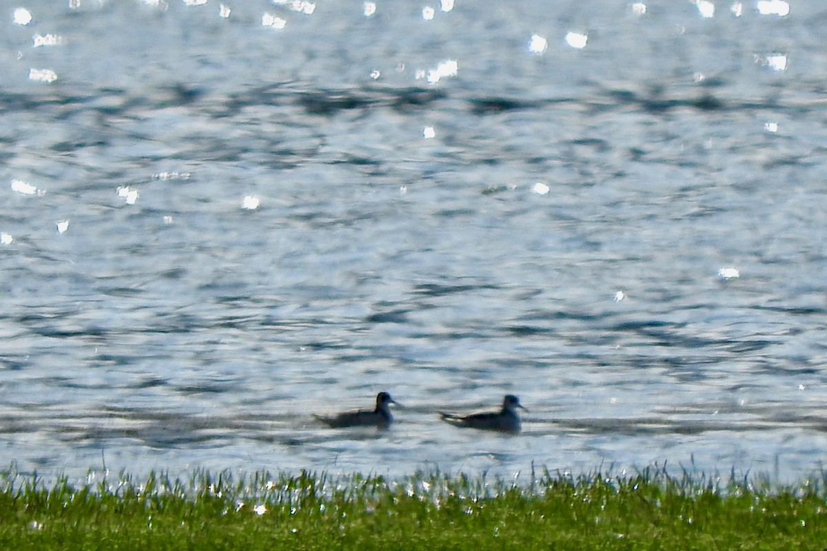 Red-necked Phalarope - ML68788751