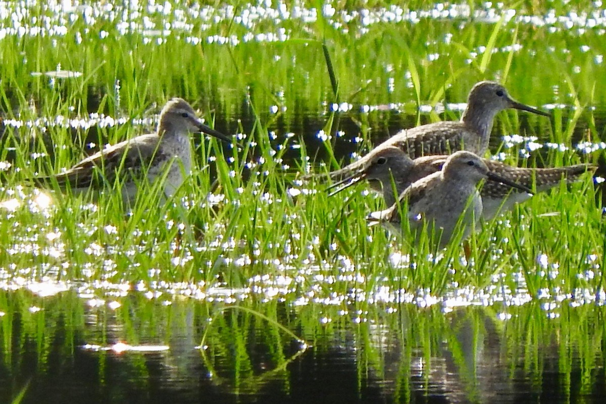 Stilt Sandpiper - ML68788781