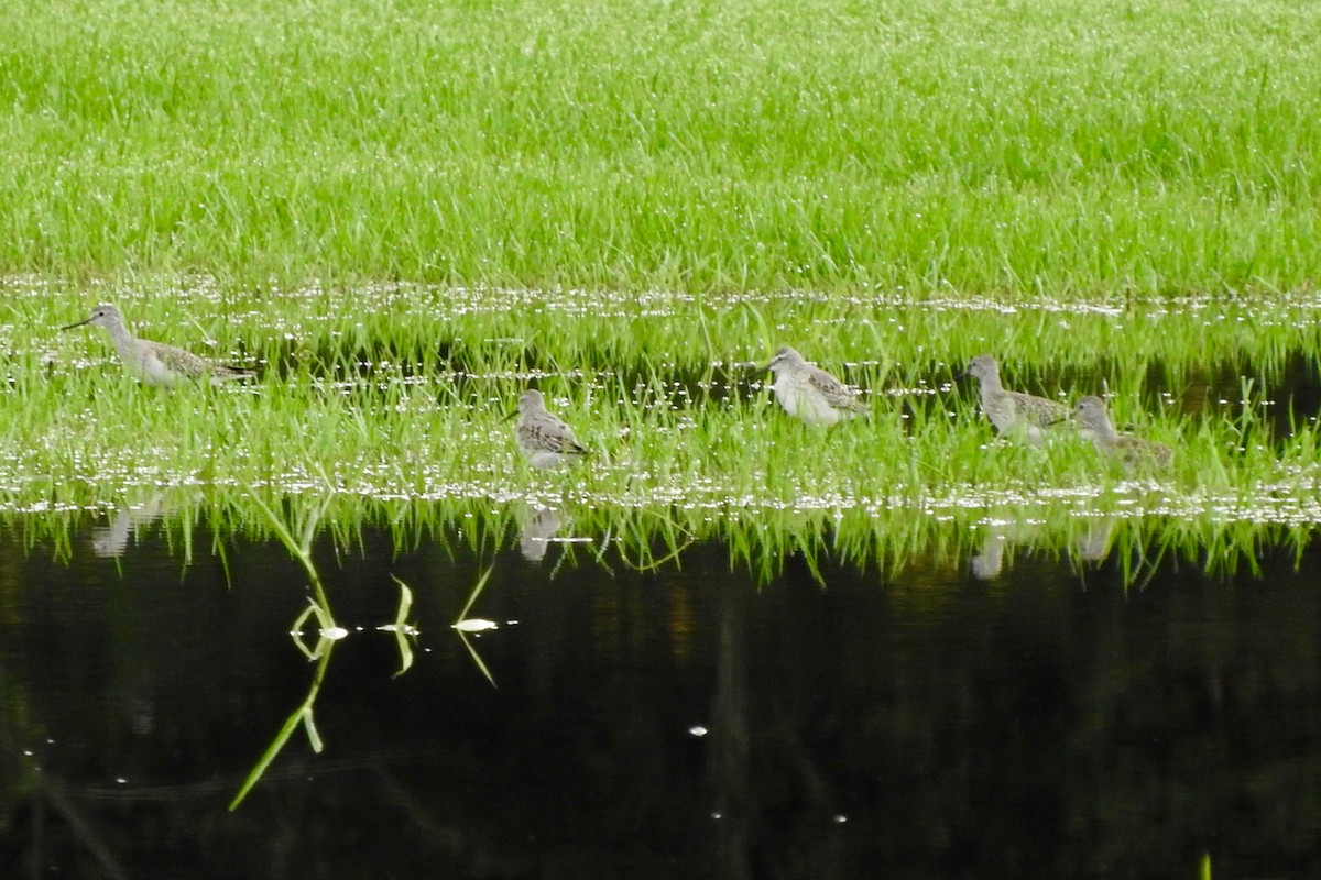 Stilt Sandpiper - ML68789051