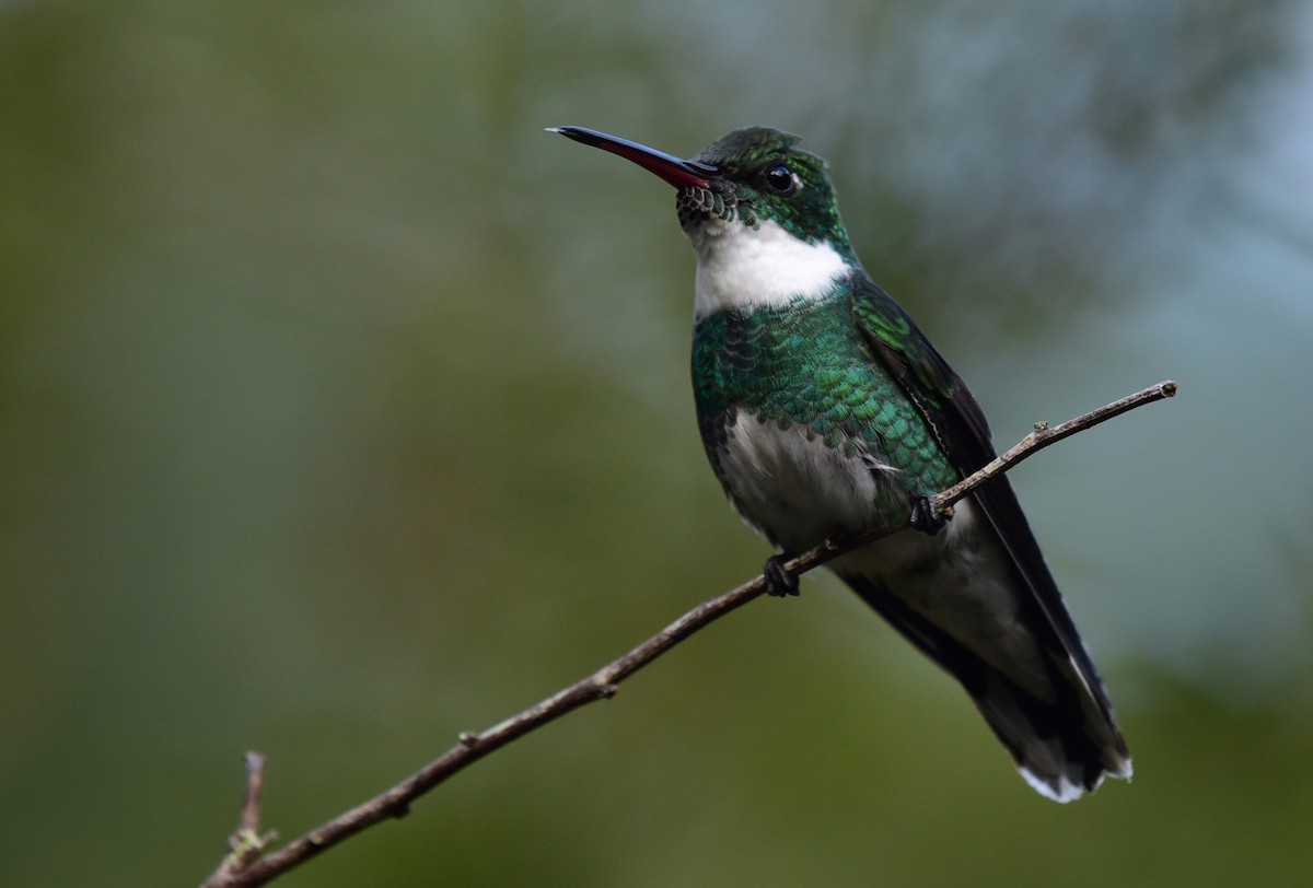 White-throated Hummingbird - Luiz Moschini