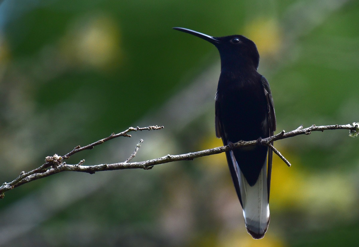 kolibřík černobílý - ML68789421