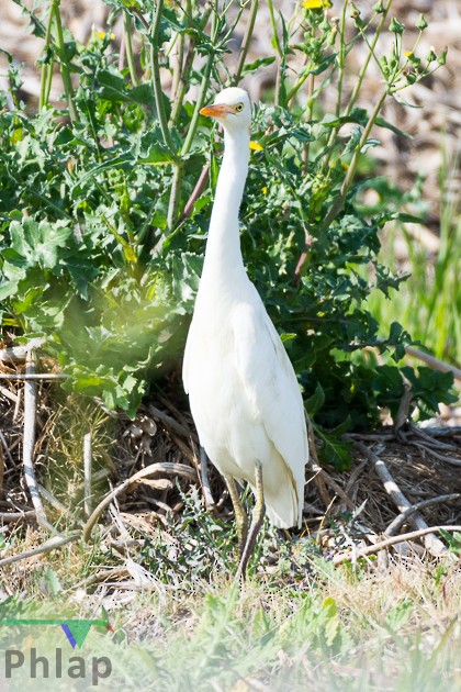 Plumed Egret - ML68789771