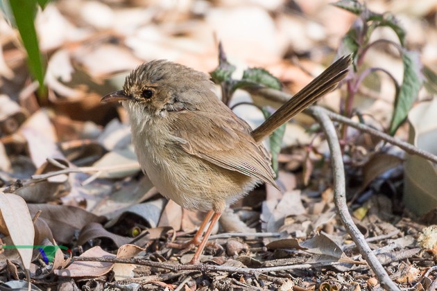 Red-backed Fairywren - Rodney Appleby