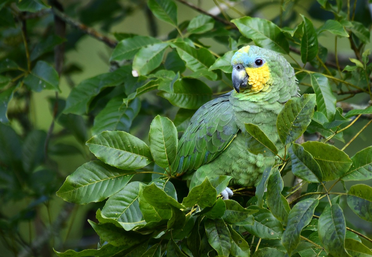 Orange-winged Parrot - ML68789851