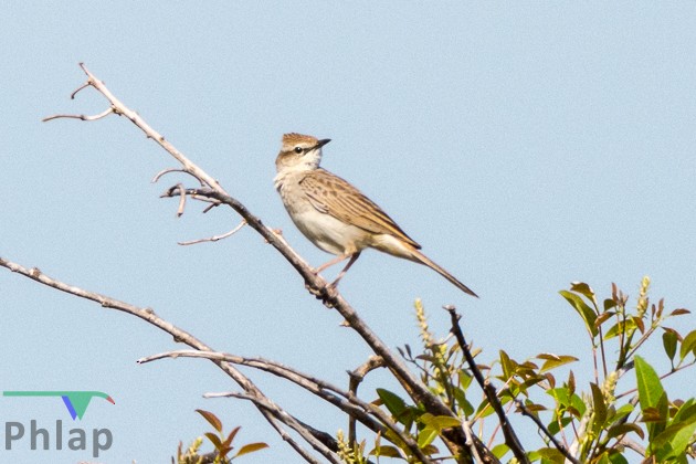 Rufous Songlark - ML68790011