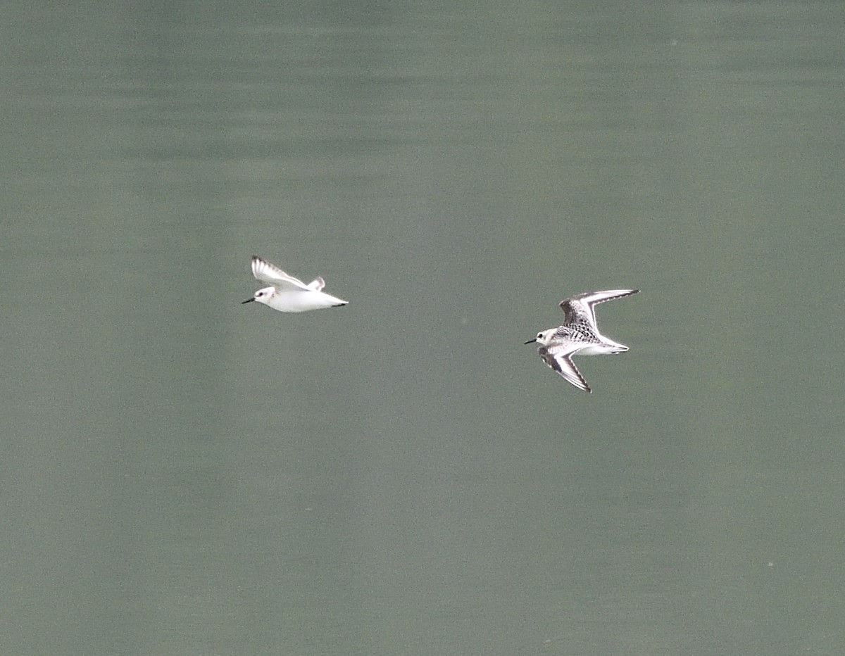 Bécasseau sanderling - ML68790271