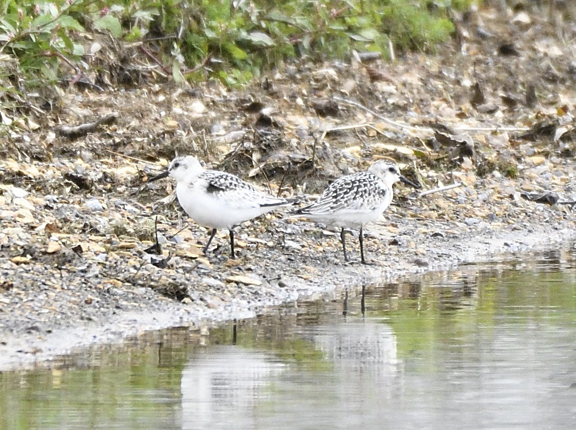 Sanderling - ML68790291