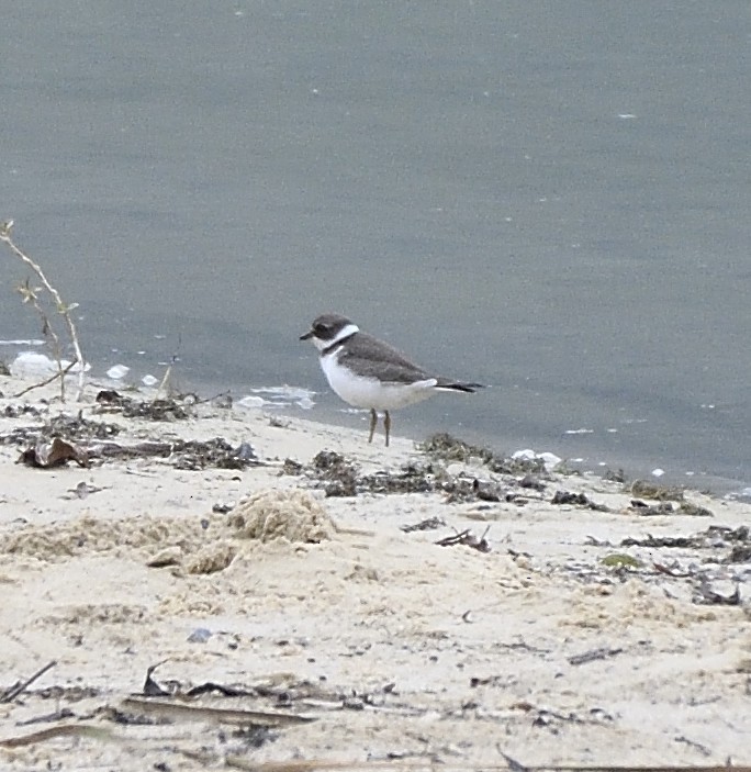 Semipalmated Plover - ML68790311
