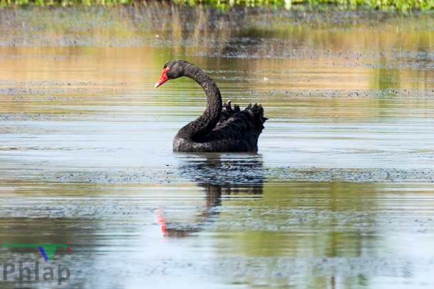 Black Swan - ML68790411