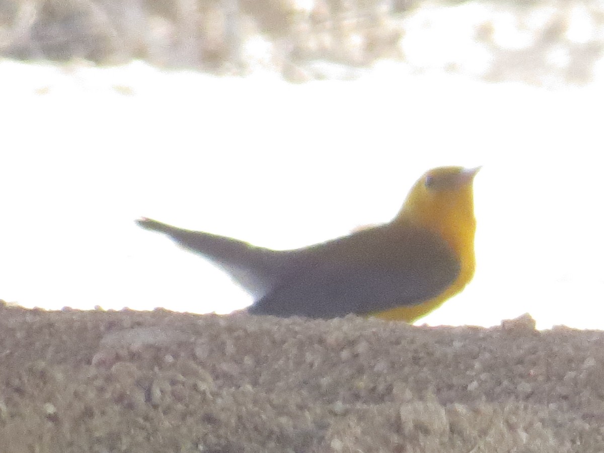 Prothonotary Warbler - ML68791851