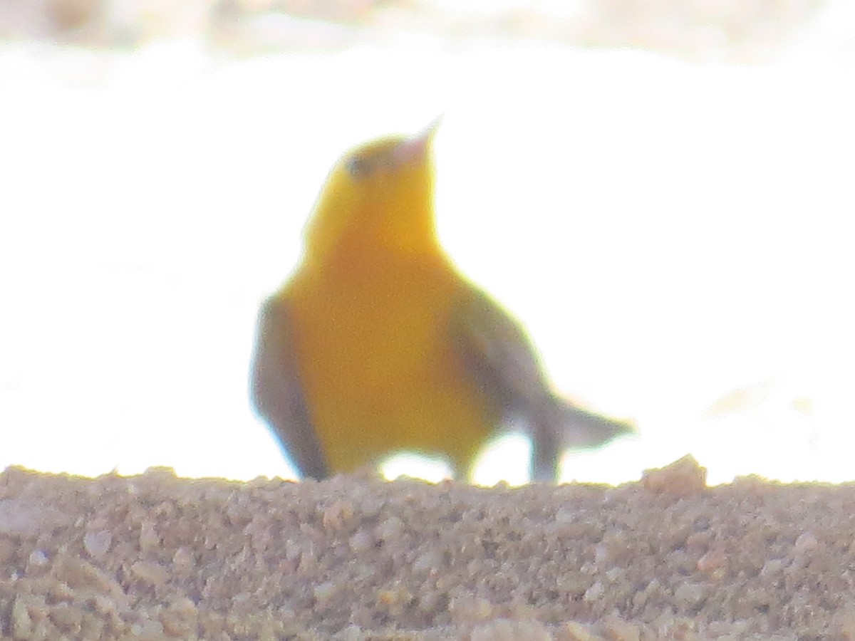 Prothonotary Warbler - ML68791911