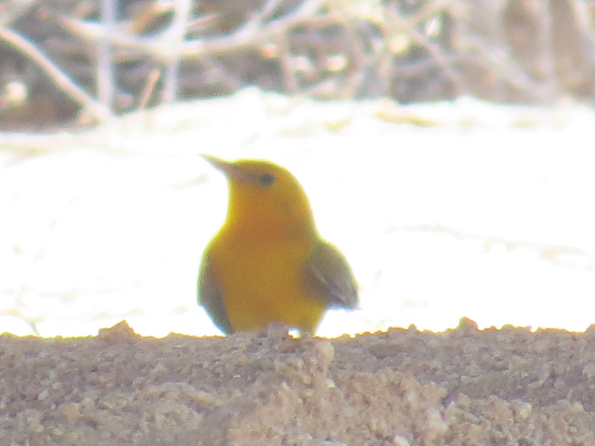 Prothonotary Warbler - ML68792781