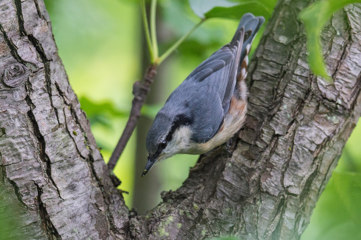 Eurasian Nuthatch - Jeff Bleam