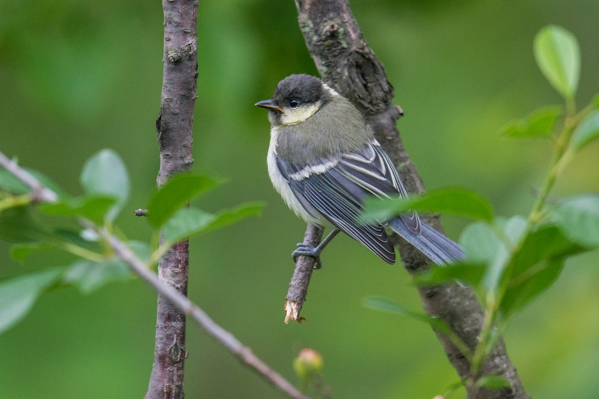 Japanese Tit - ML68793881