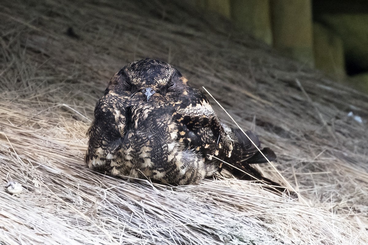 Lyre-tailed Nightjar - Steven Whitebread