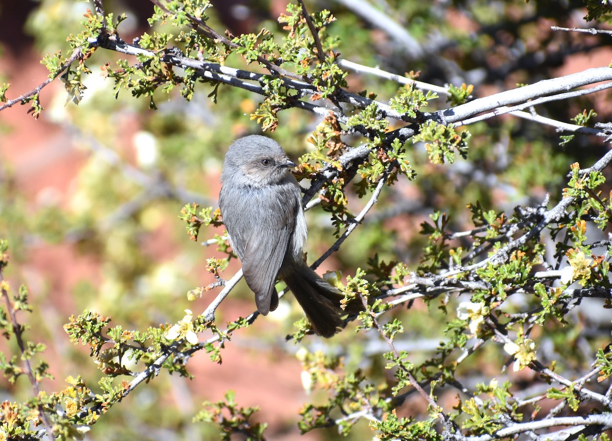 Bushtit - ML68797151