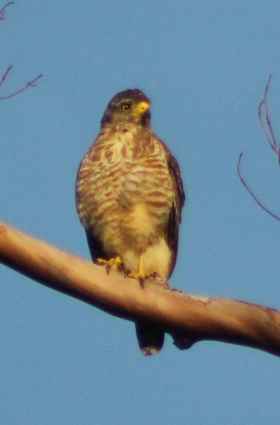 Roadside Hawk - ML68798781