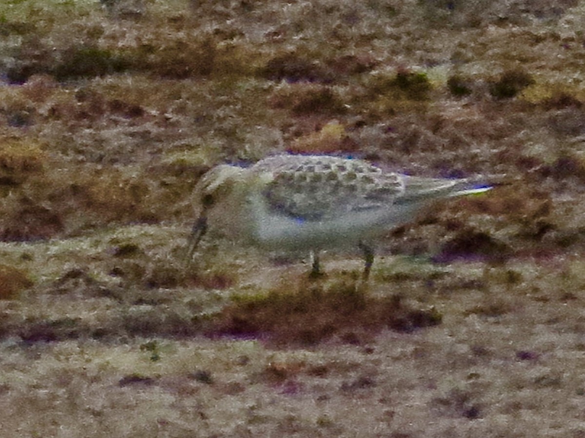 Baird's Sandpiper - ML68798851