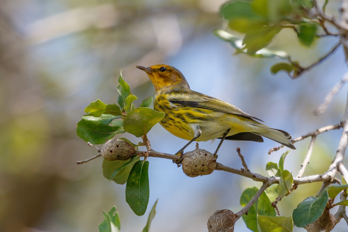 Cape May Warbler - ML68800021