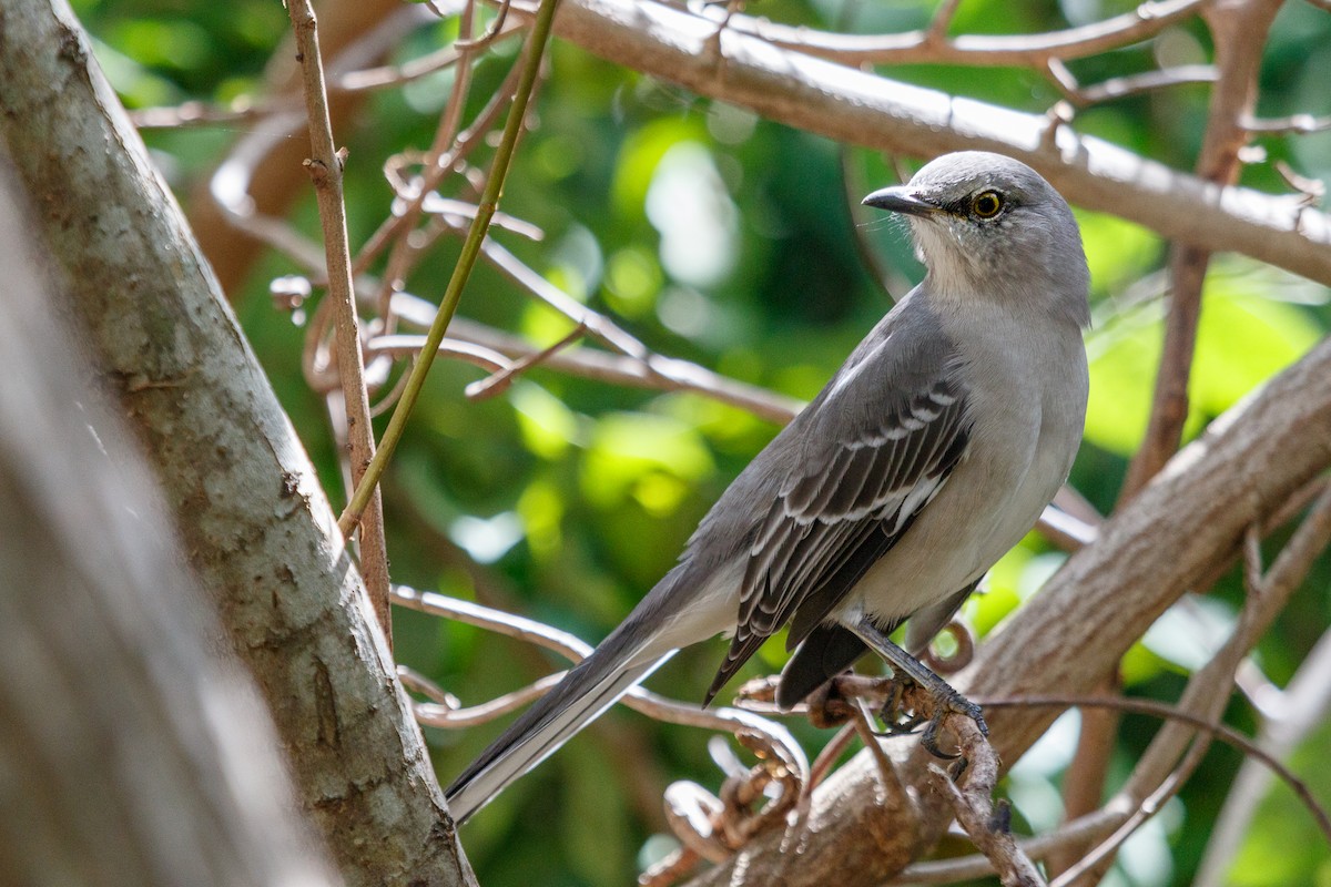 Northern Mockingbird - ML68800761
