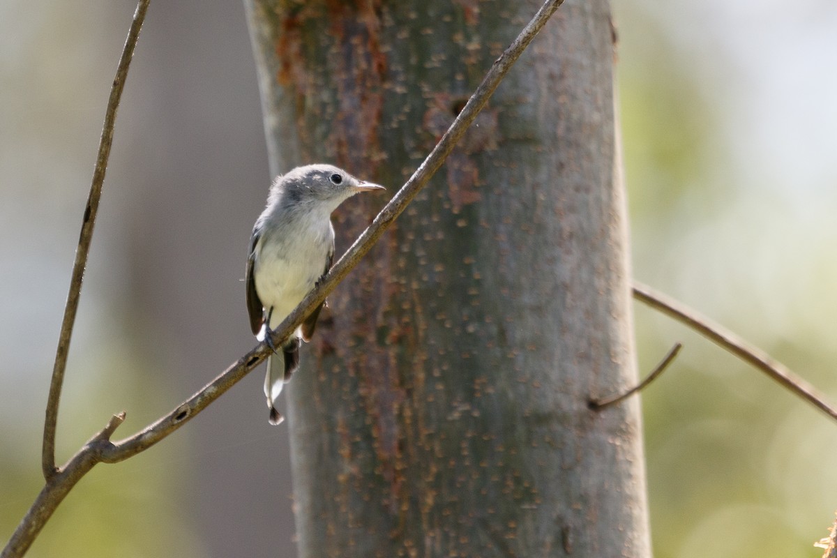 Blue-gray Gnatcatcher - ML68801001