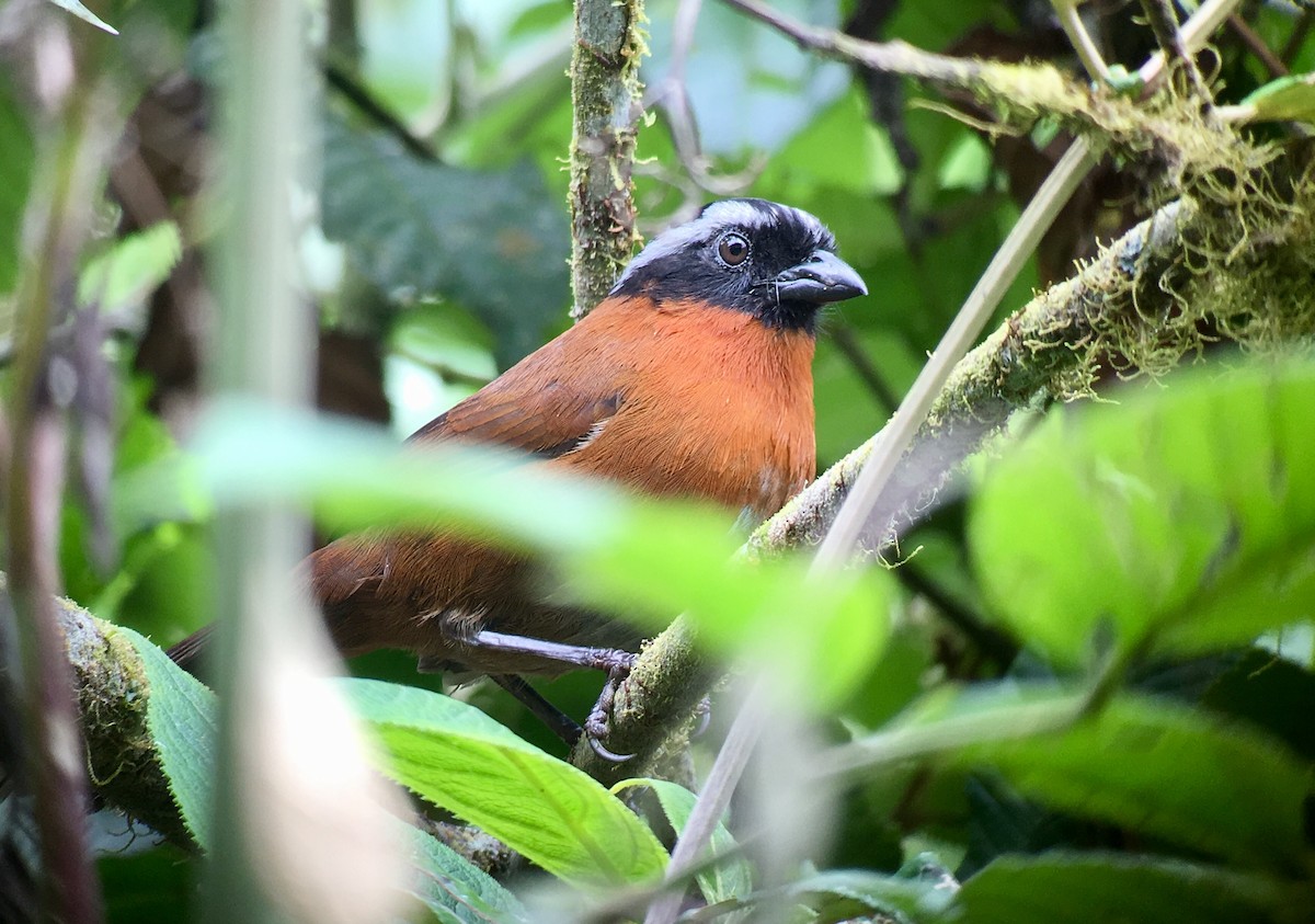 Tanager Finch - Alex Luna