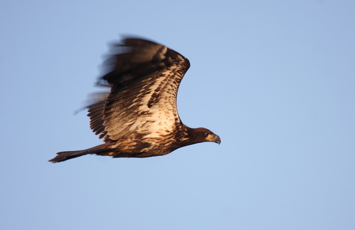 Bald Eagle - ML68802441